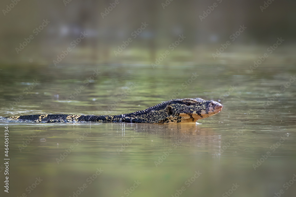 An Asian water monitor(Varanus salvator) is swimming on the river. Animals. Reptiles. An Asian water monitor(Varanus salvator) is swimming on the river. Animals. Reptiles.
