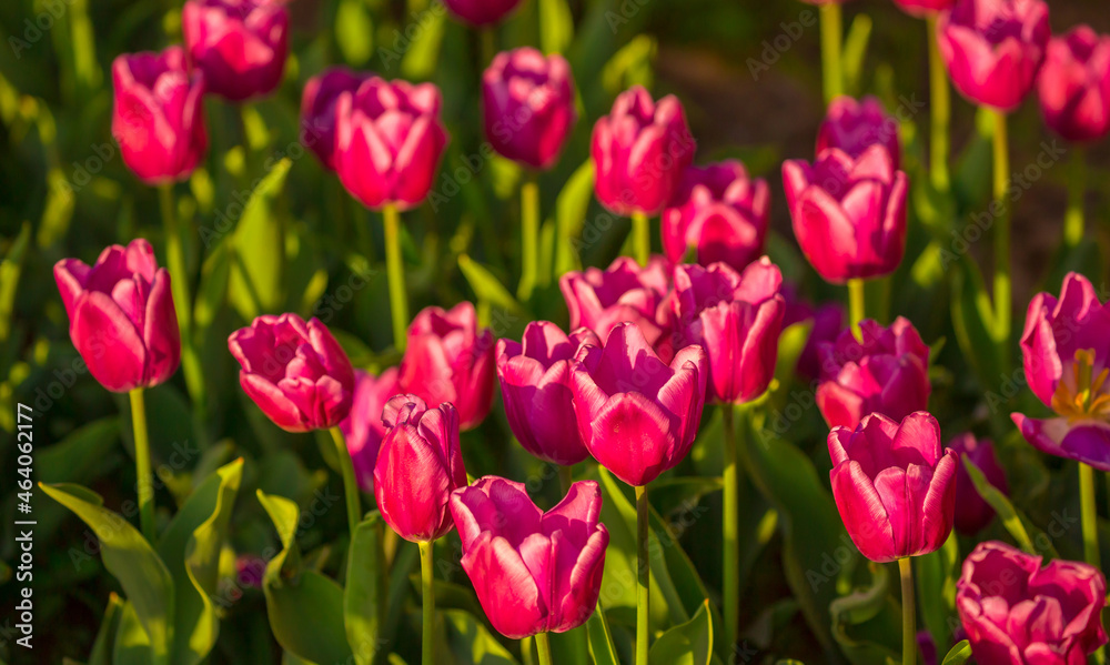 Blooming Tulips. Spring floral background. Field of bright beautiful tulips close-up. Pink and purple tulips at a flower festival in Holland. long banner Blooming Tulips. Spring floral background. Field of bright beautiful tulips close-up. Pink and purple tulips at a flower festival in Holland. long banner