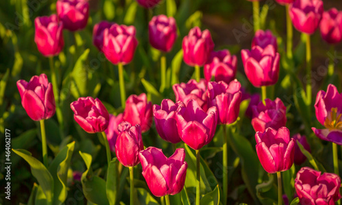 Blooming Tulips. Spring floral background. Field of bright beautiful tulips close-up. Pink and purple tulips at a flower festival in Holland. long banner