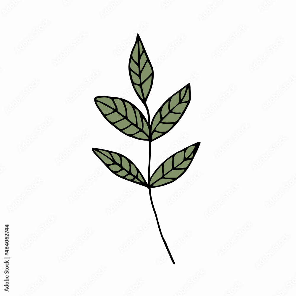 Naklejka premium Paint of leave on background. Botanical art. Use for design invitations, birthdays, weddings