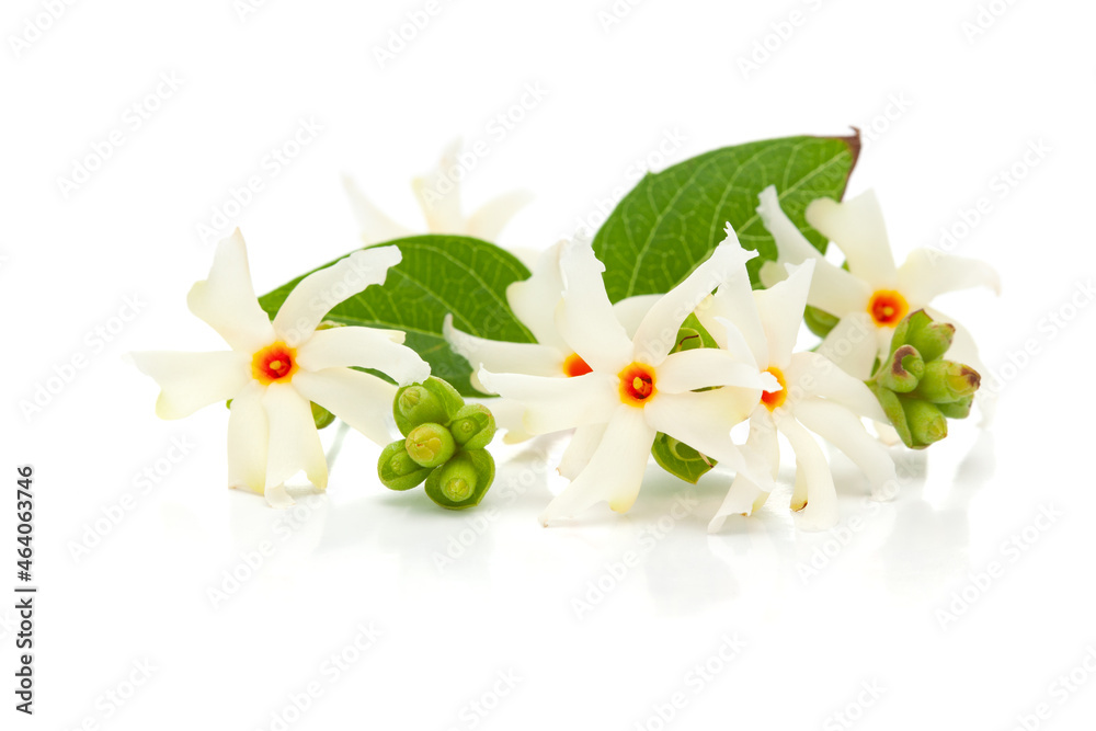 Micro close-up of white orange small night blooming flower Parijat or ...