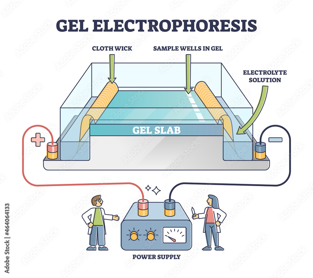 Gel electrophoresis method for separating mixtures, illustrated diagram