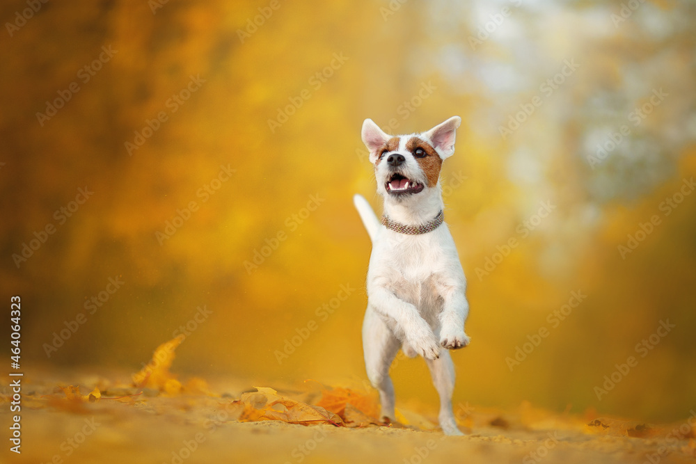 parson russell terrier dogs in autumn gold nature