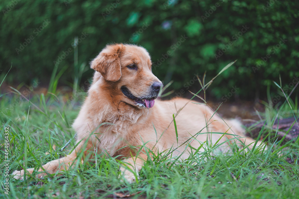 Obraz premium golden retriever on the grass