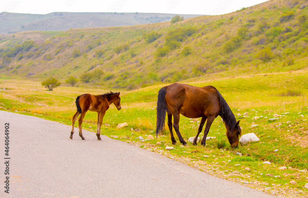 Obraz premium Horses gallop over mountains and hills. A herd of horses grazes in the autumn meadow. Livestock concept, with place for text.