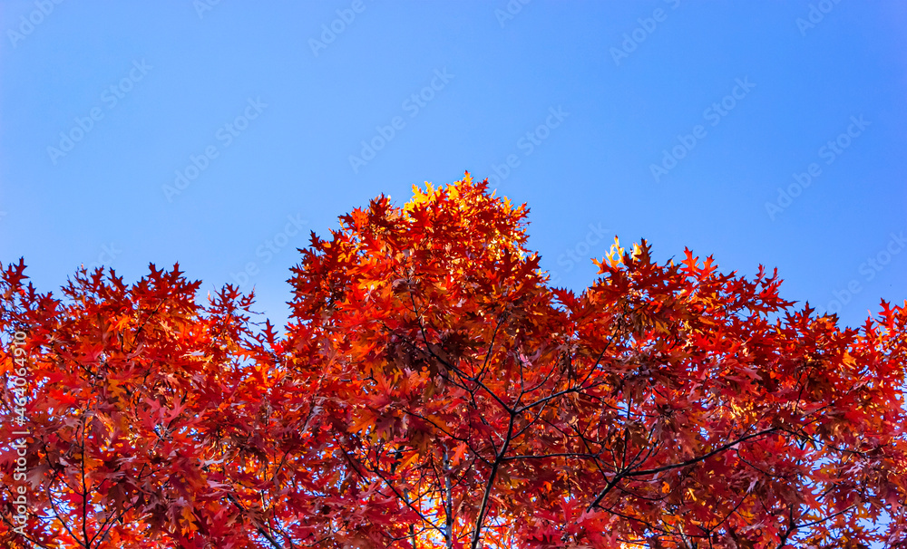 Bright red autumn foliage of maple branches on sunflower blue sky Bright red autumn foliage of maple branches on sunflower blue sky