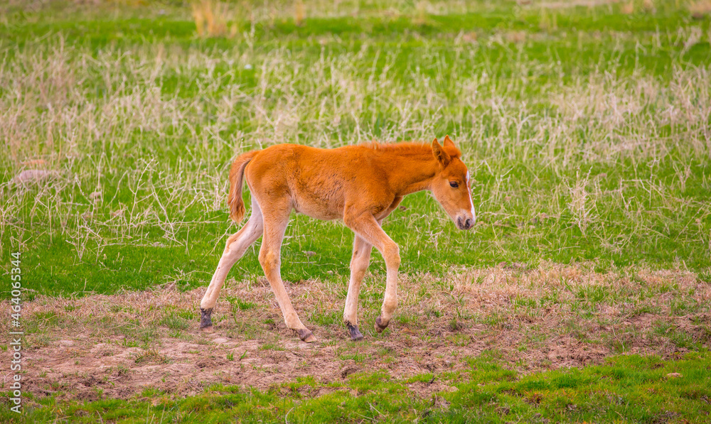 Obraz premium Horses gallop over mountains and hills. A herd of horses grazes in the autumn meadow. Livestock concept, with place for text.