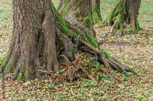 Large roots of old tree in autumn.Natural background. Beautiful intertwining roots of trees covered with moss and fall colorful leaves.Tree roots in autumn forest scene