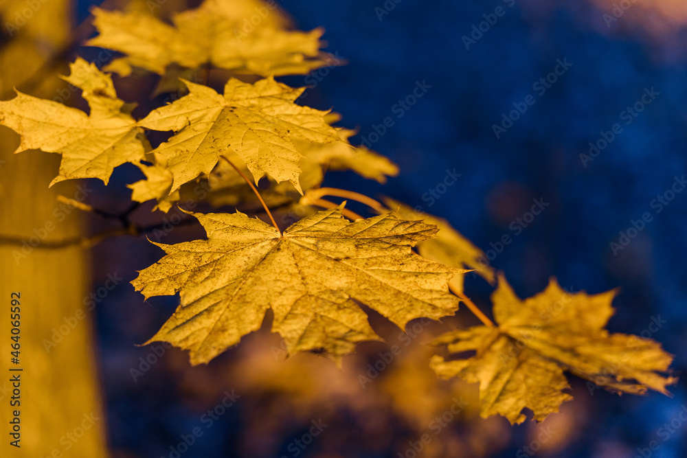 Fototapeta premium Maple yellow leaf autumn sunset tree. Blurred blue background cold light. Space for text