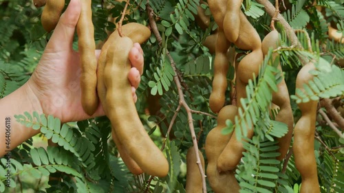 Hand holding green tamarind in garden