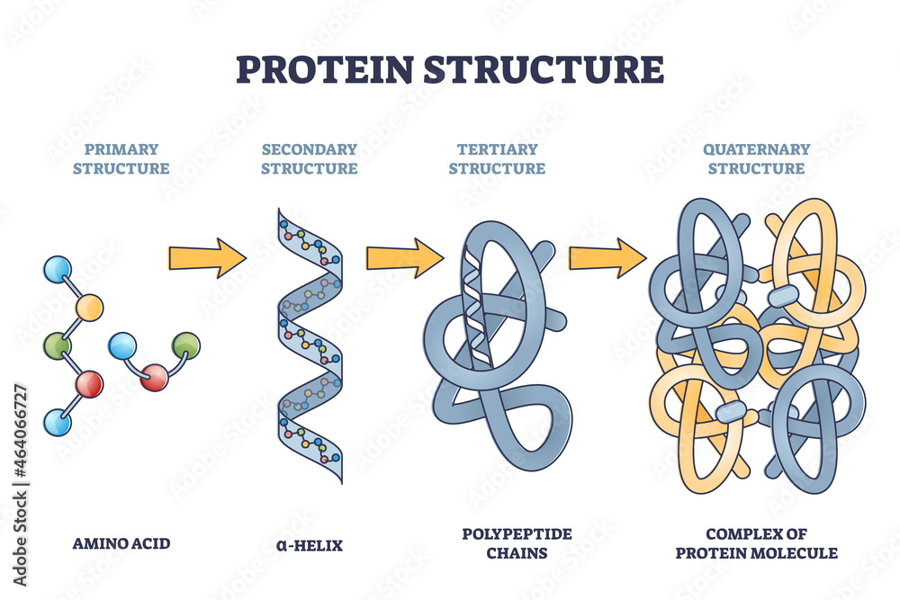 Protein structure levels from amino acid to complex molecule outline diagram. Labeled educational primary, secondary, tertiary and quaternary closeups for sequence and formation vector illustration. - obrazy, fototapety, plakaty 