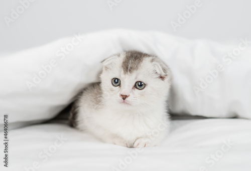Cat lying under warm blanket on a bed at home and looks at camera