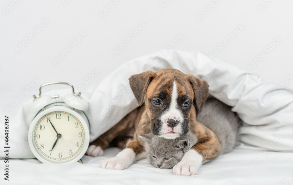 German Boxer puppy hugs tiny kitten under warm white blanket on a bed at home near alarm clock. Pets sleep together