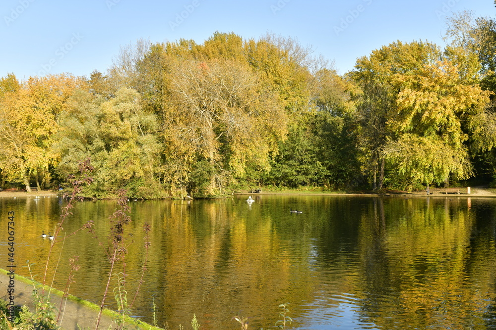 Les feuillages dorées se reflétant dans les eaux de l'étang du parc Malou à Woluwe-St-Lambert à l'est de Bruxelles