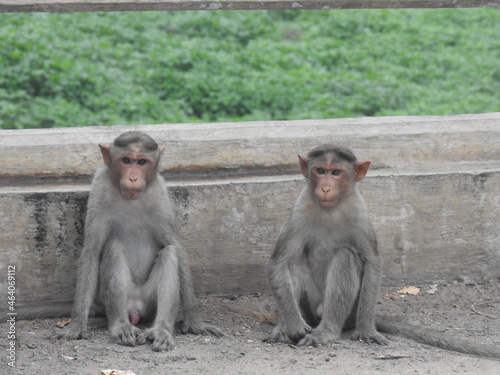2 cute monkeys © Rupesh