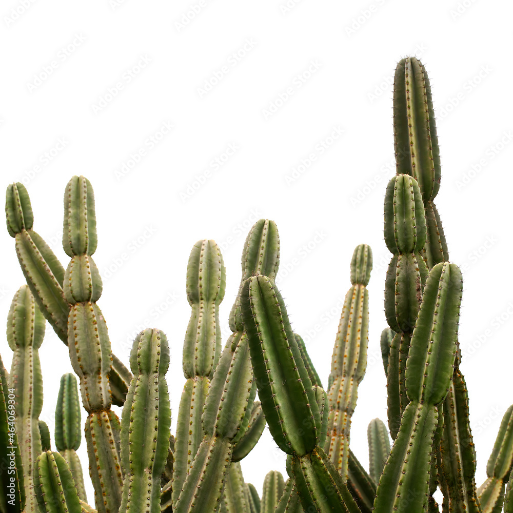 Cardon cactus isolated on a white background