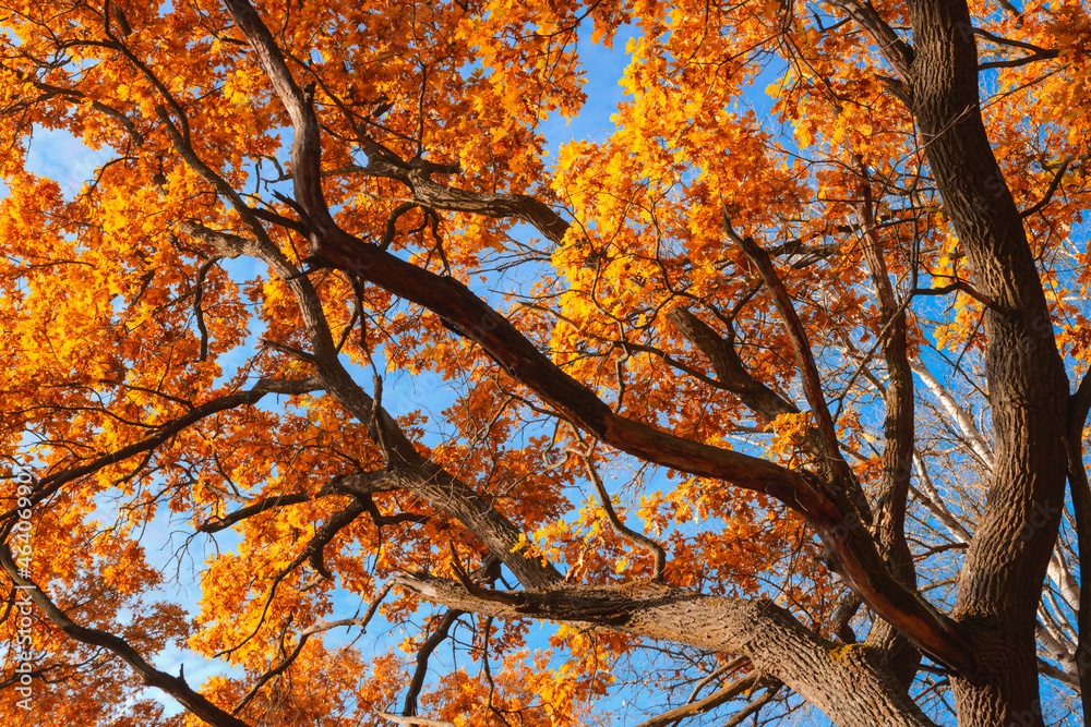 Autumn background of oak branches with yellow leaves and blue sky upward view Autumn background of oak branches with yellow leaves and blue sky upward view