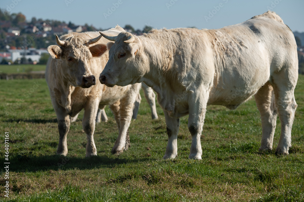 Vache charolaise Vache charolaise