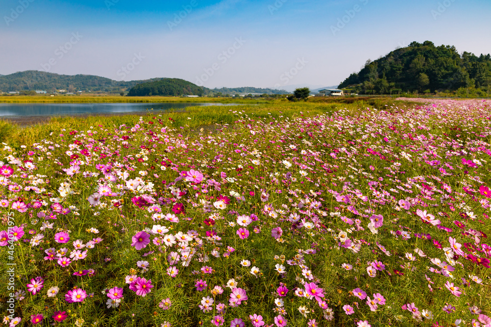 Beautiful landscape of blooming cosmos flowers in a rural field on a sunny day Beautiful landscape of blooming cosmos flowers in a rural field on a sunny day