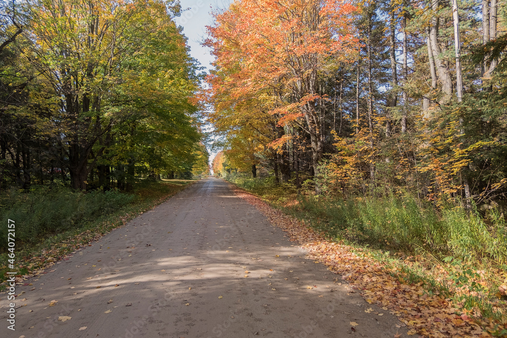 Obraz premium A road enveloped by fall colors