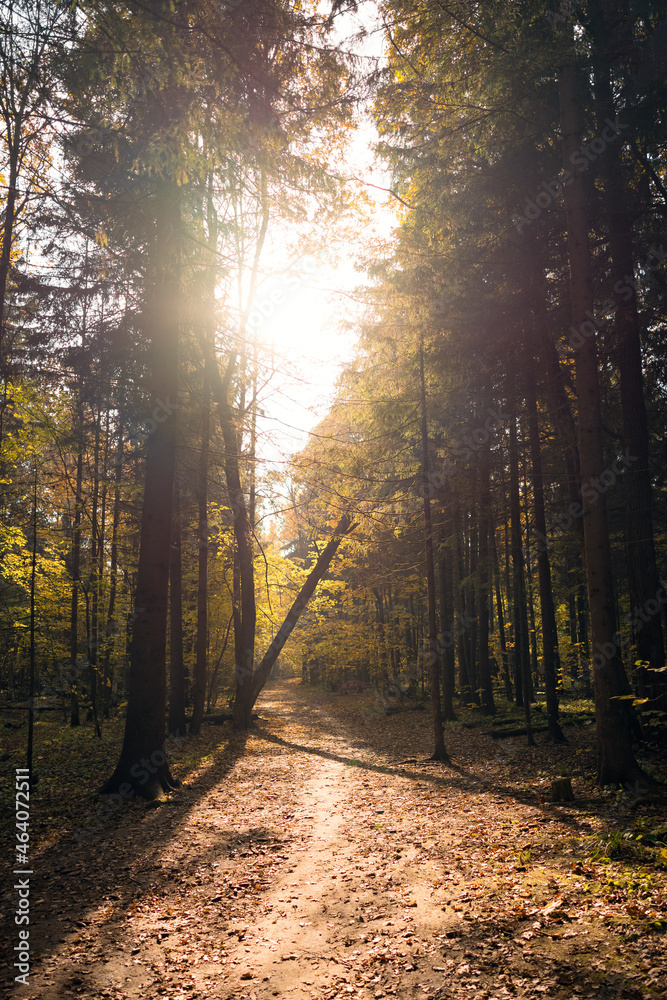 Sunny autumnal day in forest landscape. Trees, pathway and sunlight