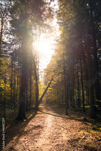 Sunny autumnal day in forest landscape. Trees  pathway and sunlight