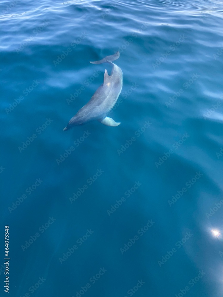 Fototapeta premium dauphin