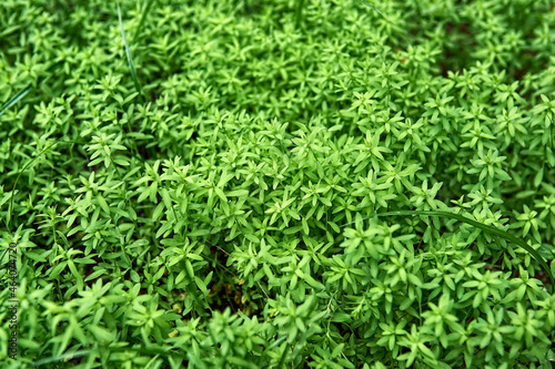 small plantation of flax (Linum usitatissimum) still in green bud selective focus