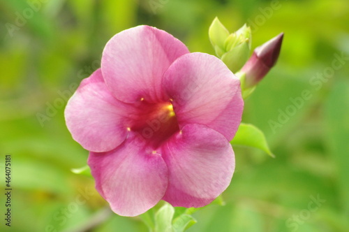 Naturaleza, flor.