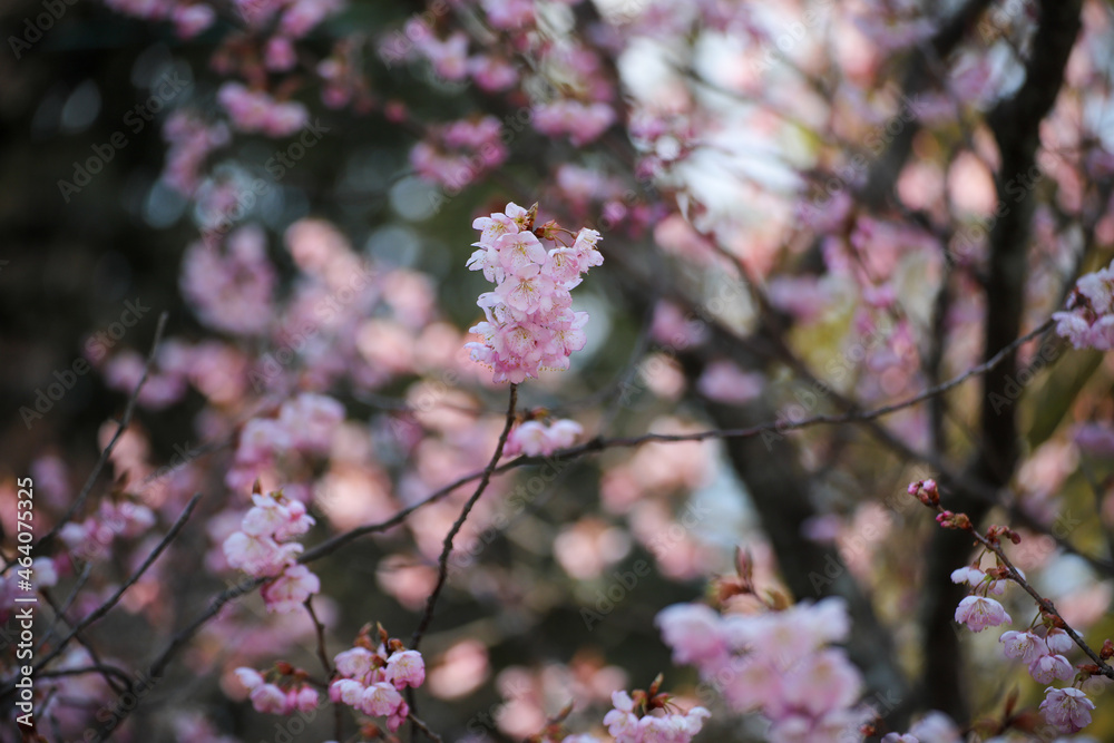 Obraz premium 富士桜