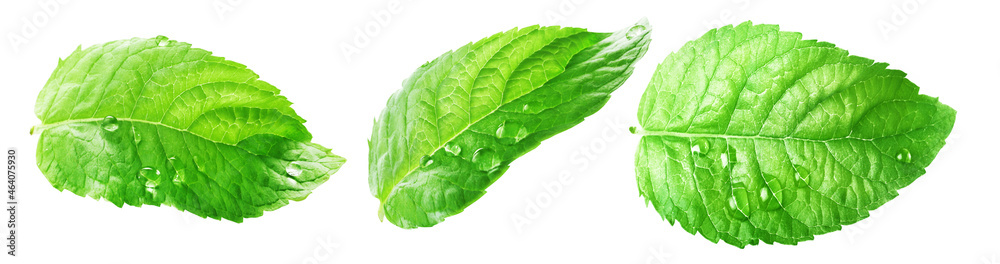 ..Set of three fresh mint leaves isolated on white background.