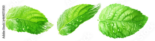 ..Set of three fresh mint leaves isolated on white background.