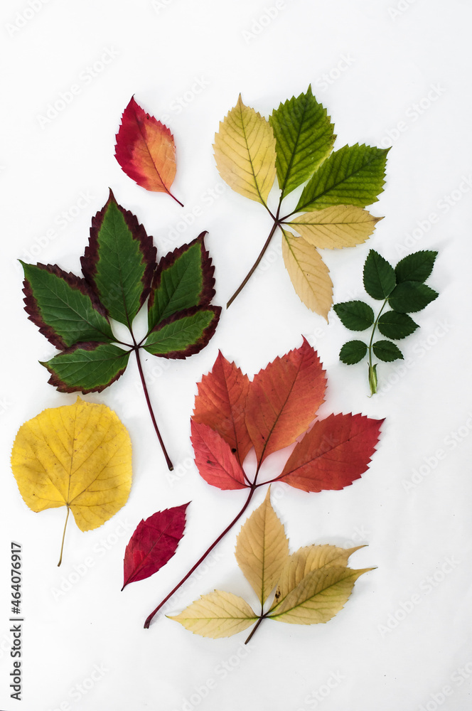 A carpet of colorful autumn leaves closeup. A carpet of colorful autumn leaves closeup.