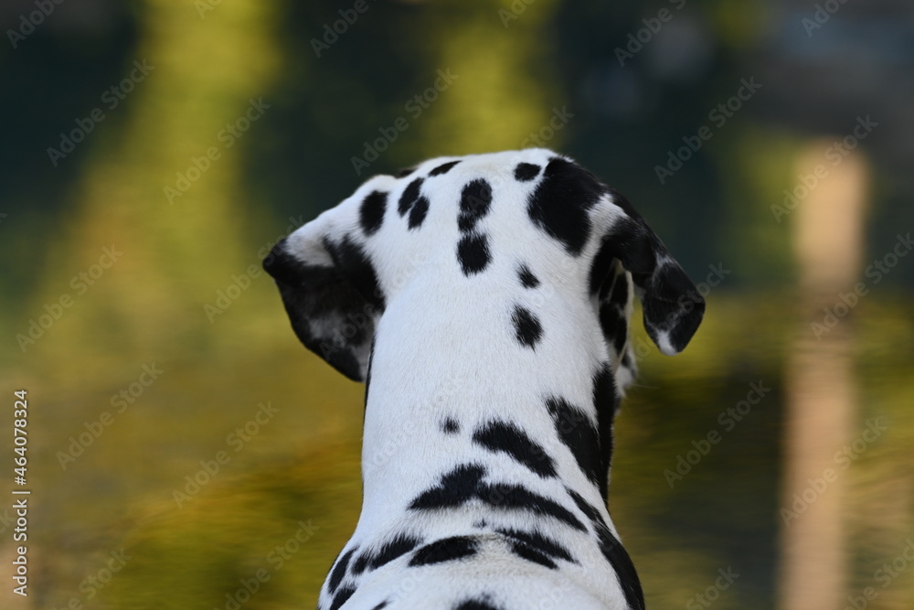 Portrait of Dalmatian Reverse