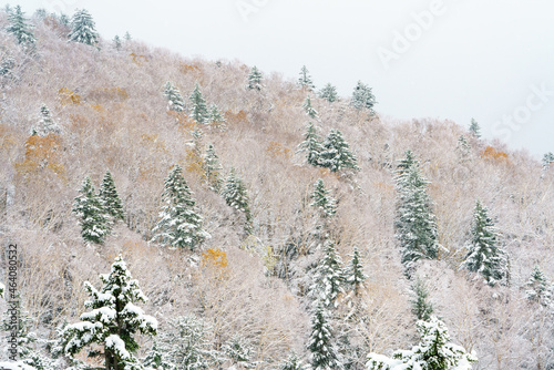 【北海道美瑛町】紅葉と初雪の山　10月 © ibuki