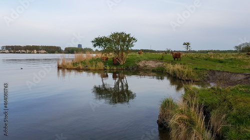 koe met horens aan het water photo