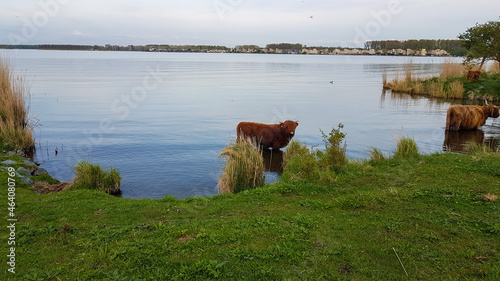 koe met horens aan het water photo