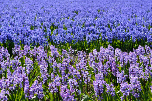 Blue and purple flowers. Big field with beautiful blue and purple flowers in spring