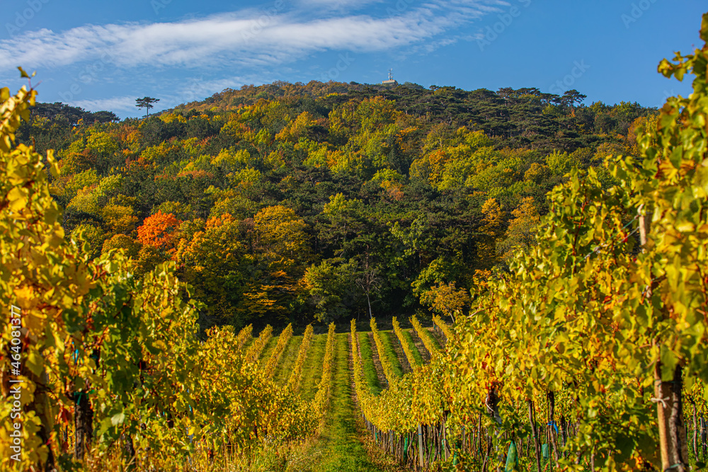 Fototapeta premium colorful autumn vineyards rows .