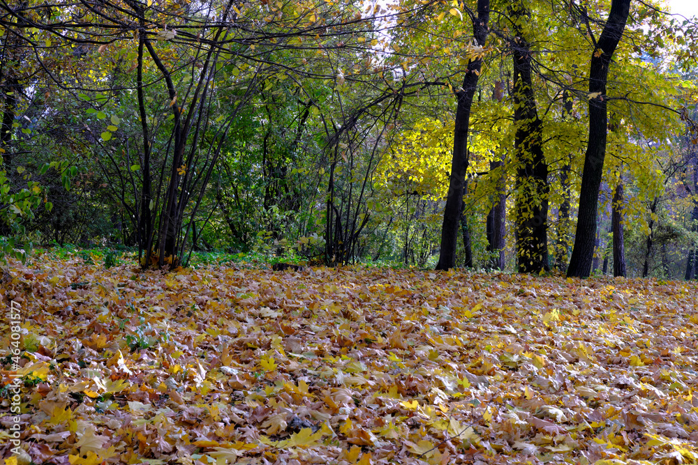 Autumn colorful landscape park Autumn colorful landscape park