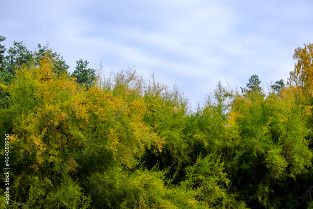 Autumn colorful landscape park