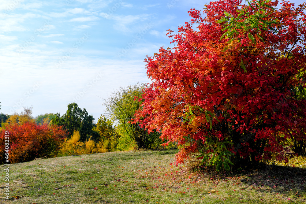 Autumn colorful landscape park