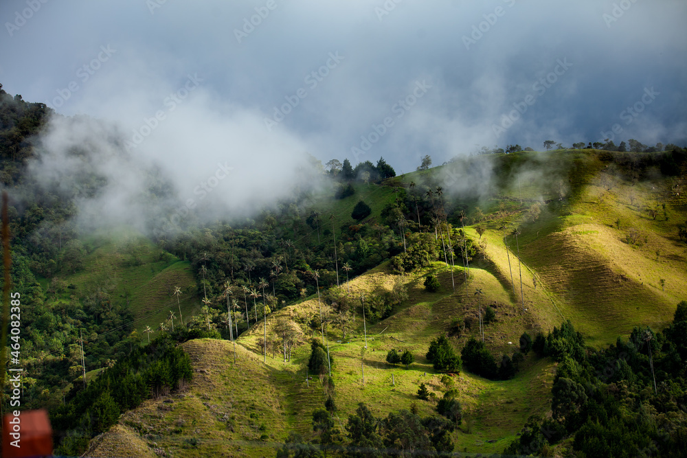 View of the beautiful cloud forest and the Quindio Wax Palms at the Cocora Valley located in Salento in the Quindio region in Colombia.