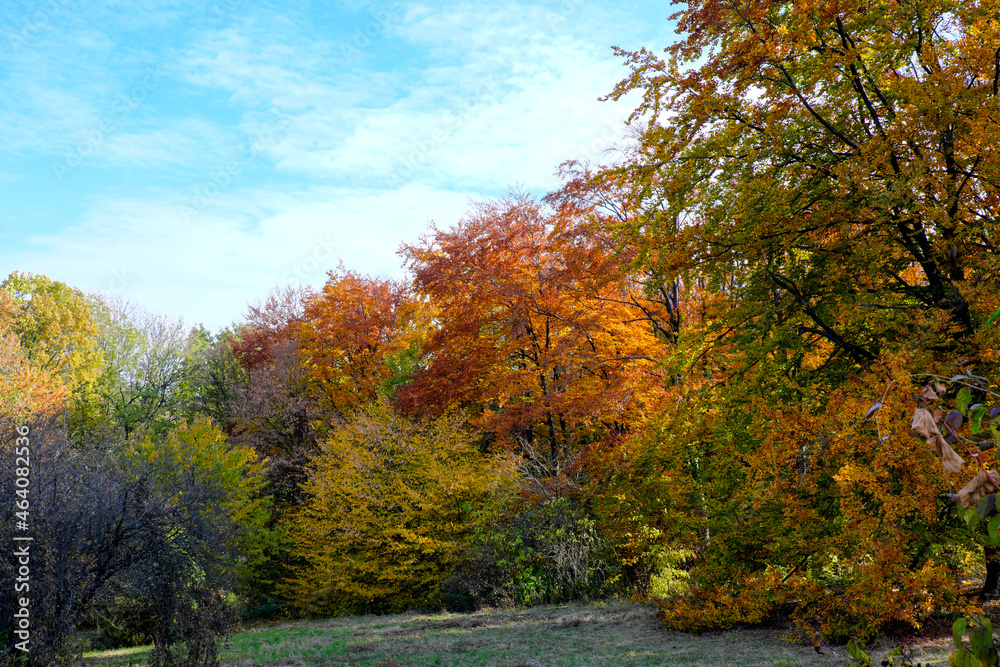 Autumn colorful landscape park
