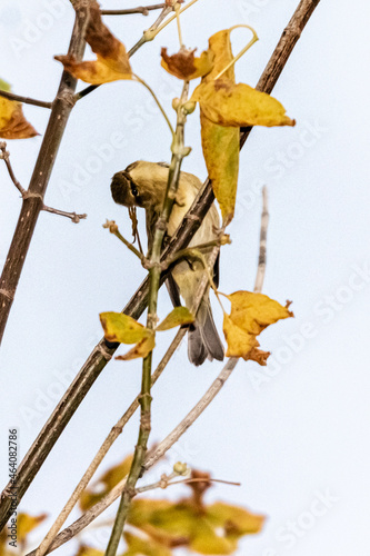 Yellow-browed Warbler perched on a tree branch