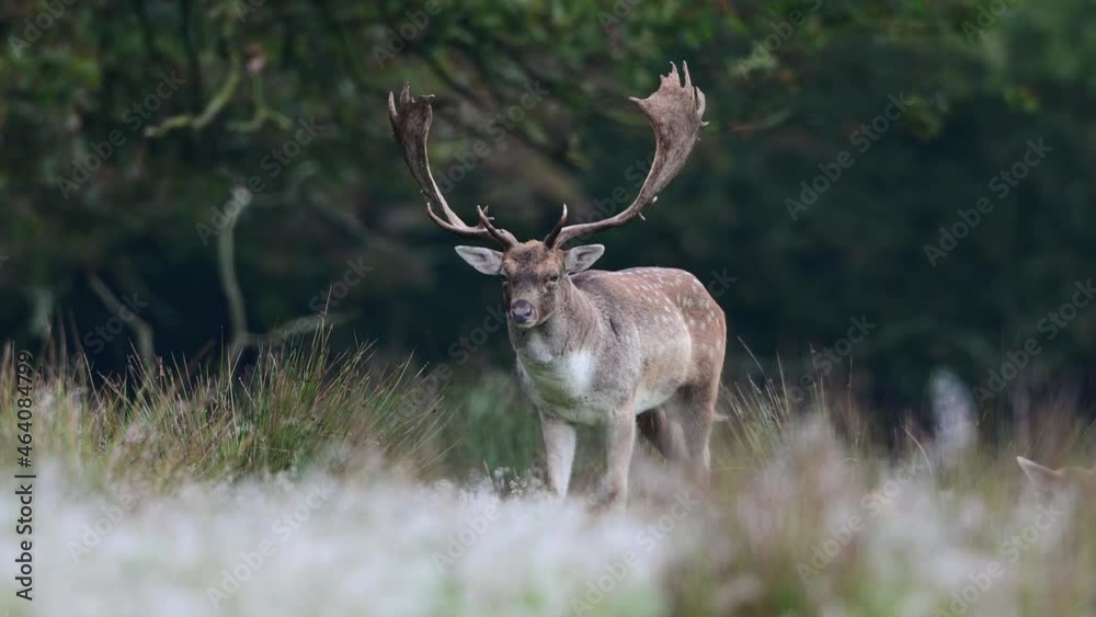 Fallow buck stands on the forest meadow and looks for females, rutting time, autumn, (dama dama), germany, north rhine westphalia
Fallow buck stands on the forest meadow and looks for females, rutting time, autumn, (dama dama), germany, north rhine westphalia