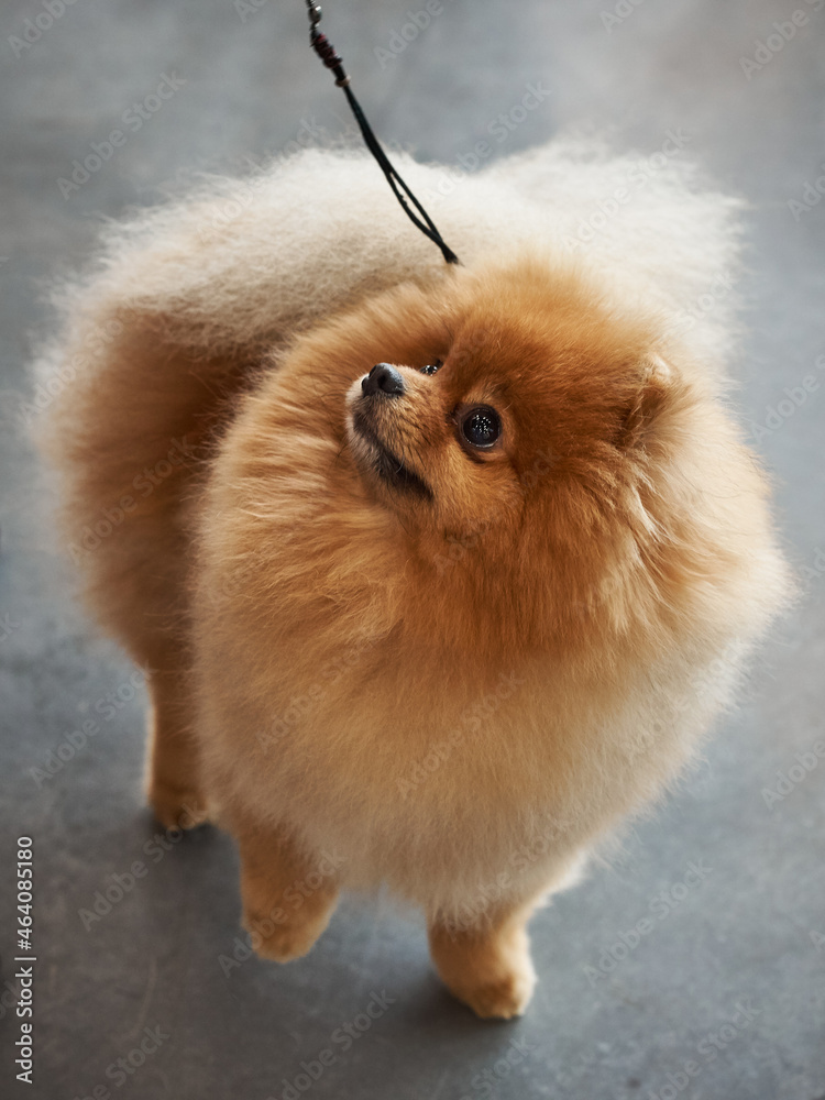 Portrait of a Pomeranian dog of bright ginger color on a leash standing and looking aside Portrait of a Pomeranian dog of bright ginger color on a leash standing and looking aside