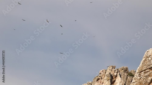 An HD of wild vultures in Monfrague National Park, Extremadura, Spain. photo