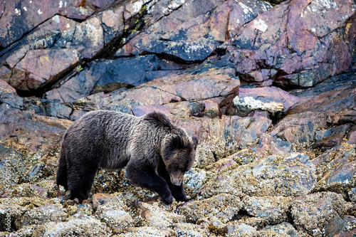 Grizzly bear on the rocks at Harbledown Island, near northern Vancouver Island, BC Canada photo