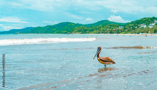 Panoramic view of a pelican on the beach in Sayulita, Nayarit, Mexico photo